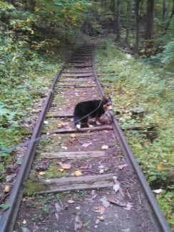 Rosie on Historic Tracks